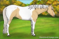 Horse Color:Silver Buckskin Dun Tobiano 