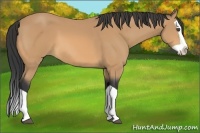 Horse Color:Buckskin Splash 