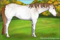 Horse Color:White Spotted Red Roan 