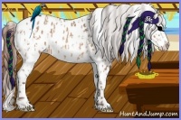 Horse Color:Amber Champagne Near Leopard  and Sable Champagne Near Leopard 
