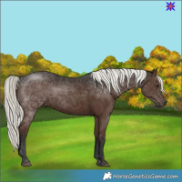 Horse Color:Liver Chestnut Mushroom 