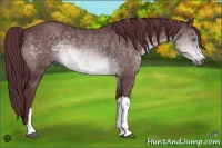Horse Color:Chocolate Brown Chinchilla 