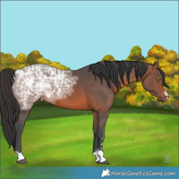 Horse Color:Brown Ice