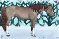 Horse Color:Chocolate Grullo 