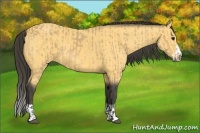 Horse Color:Buckskin Splash Frame  and Buckskin Splash Frame 