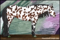 Horse Color:Bay Appaloosa