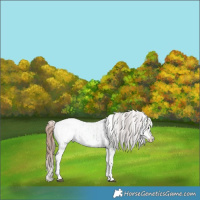 Horse Color:White Spotted Grullo Ice Appaloosa Rabicano  and White Spotted Brown Ice Dun Appaloosa Rabicano 