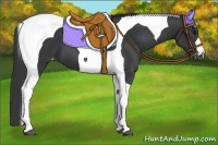 Horse Color:Black Tobiano Appaloosa 