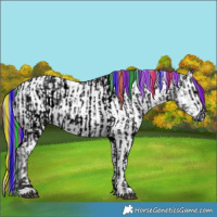 Horse Color:ERROR: UNKNOWN ANOMALY and White Spotted Grullo Ice Appaloosa Rabicano 