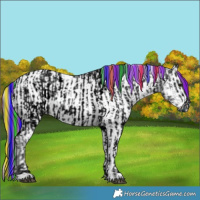 Horse Color:ERROR: UNKNOWN ANOMALY and White Spotted Grullo Ice Appaloosa Rabicano 