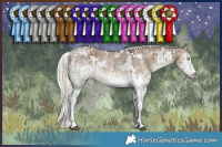Horse Color:White Spotted Liver Red Dun Mushroom Rabicano Brindle  and White Spotted Liver Red Dun Mushroom Rabicano Brindle 