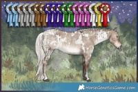 Horse Color:White Spotted Liver Red Dun Mushroom Rabicano Brindle  and White Spotted Liver Red Dun Mushroom Rabicano Brindle 