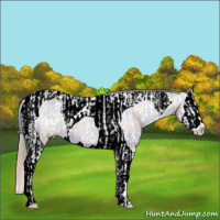 Horse Color:Smoky Grullo Pearl Appaloosa Rabicano  and Nacre Grullo Splash Tobiano Appaloosa Rabicano