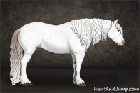 Horse Color:White Spotted Grullo Appaloosa Rabicano  and White Spotted Grullo Appaloosa Rabicano 