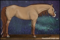 Horse Color:Red Dun Splash