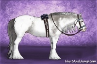 Horse Color:White Spotted Grullo Appaloosa Rabicano and White Spotted Grullo Appaloosa Rabicano