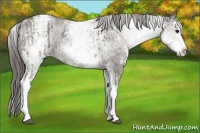 Horse Color:White Spotted Grullo Appaloosa Rabicano  and White Spotted Grullo Splash Appaloosa Rabicano 