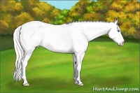 Horse Color:White Spotted Gold Cream Champagne Pearl Splash 