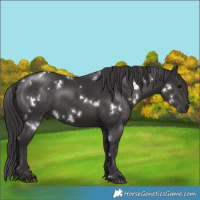 Horse Color:White Spotted Smoky Black