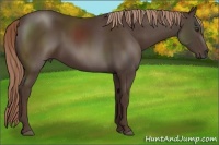 Horse Color:Liver Chestnut 