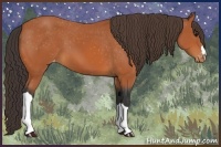 Horse Color:Bay Appaloosa 