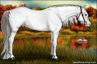 Horse Color:White Spotted Grullo Appaloosa Rabicano and White Spotted Grullo Appaloosa Rabicano