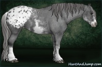 Horse Color:White Spotted Blue Roan Splash Frame Appaloosa 