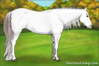 Horse Color:White Spotted Grullo Near Fewspot Rabicano  and White Spotted Grullo Near Fewspot Rabicano 