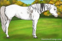Horse Color:White Spotted Grullo Appaloosa Rabicano  and White Spotted Silver Grullo Appaloosa Rabicano 