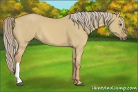 Horse Color:Palomino Dun 