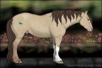 Horse Color:Classic Champagne Dun
