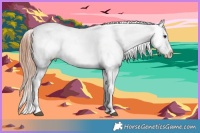 Horse Color:Buckskin Appaloosa and Black Appaloosa