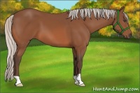 Horse Color:Silver Bay 