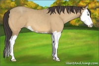 Horse Color:Amber Cream Champagne Splash 