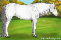 Horse Color:White Spotted Grullo Appaloosa Rabicano  and White Spotted Grullo Appaloosa Rabicano 
