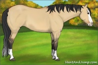 Horse Color:Bay Dun Splash 