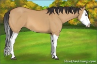 Horse Color:Bay Dun Splash 