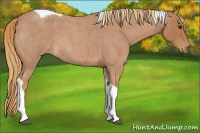 Horse Color:Red Roan Tobiano 