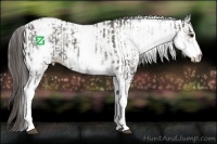 Horse Color:White Spotted Grullo Appaloosa Rabicano  and White Spotted Grullo Appaloosa Rabicano 
