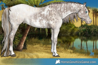Horse Color:White Spotted Chocolate Grullo Snowdrop Pearl Rabicano Brindle  and White Spotted Chocolate Silver Grullo Sabino Rabicano Brindle 