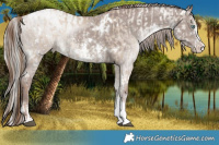 Horse Color:White Spotted Chocolate Grullo Pearl Rabicano Brindle and White Spotted Chocolate Silver Grullo Sabino Rabicano Brindle