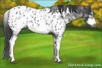 Horse Color:White Spotted Blue Roan Splash Frame Appaloosa 
