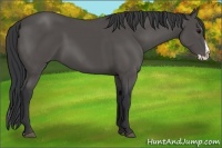 Horse Color:Black Splash 