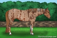Horse Color:Silver Brown Tobiano  and Red Roan Rabicano 