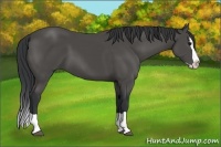 Horse Color:Black Splash