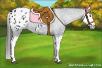 Horse Color:Black Splash Appaloosa