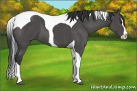 Horse Color:Black Splash Tobiano 