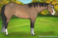 Horse Color:Bay Dun Splash