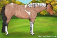 Horse Color:Bay Roan Tobiano