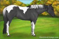 Horse Color:Blue Roan Tobiano 
